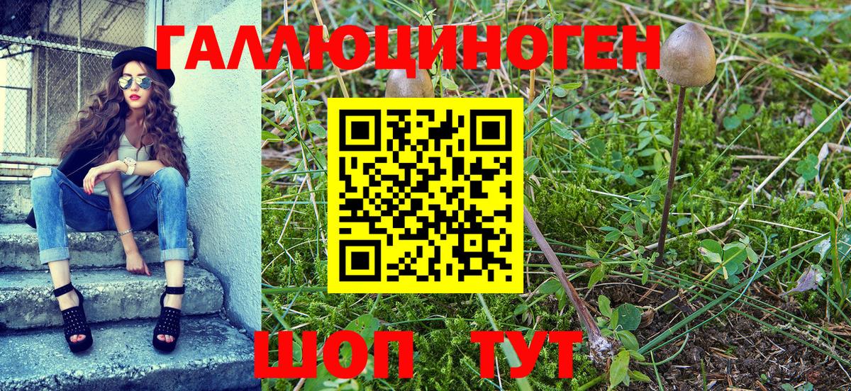 Галлюциногенные грибы Psilocybe  Вход с VPN  Губаха 